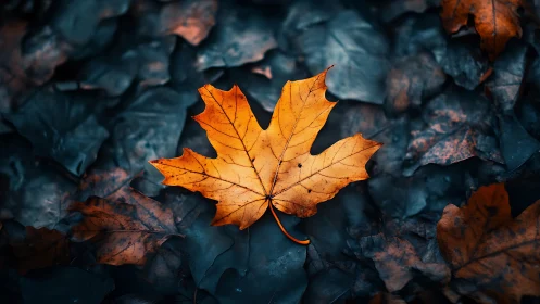 Single orange maple leaf on dark autumn foliage background.