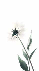 Minimalist Botanical Study: Single Daisy-Form Bloom with Translucent Petals
