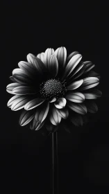 Delicate Daisy Unfolds in Striking Black and White