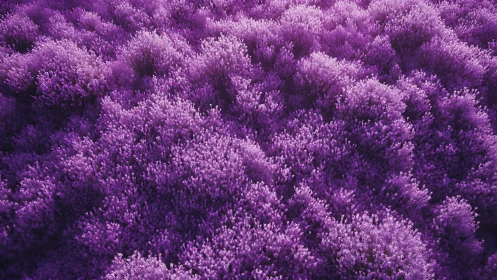 Lavender galaxies billow like soft nebulae at ground level