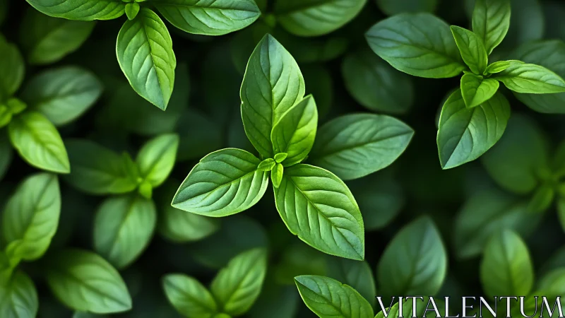 Fresh basil leaves form dense vivid green foliage pattern