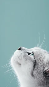 White cat gazing upward against turquoise studio backdrop.