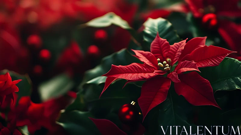 Red poinsettia flower sits in focus among dark foliage