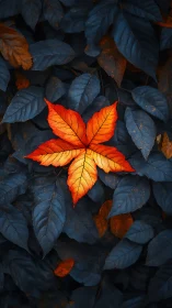 Lone ember leaf burns brightly in a sea of midnight foliage