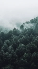 Mist-Draped Evergreens Exhale Silence.
