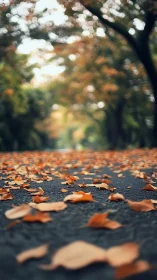 Autumn leaves scattered on asphalt with soft forest bokeh.