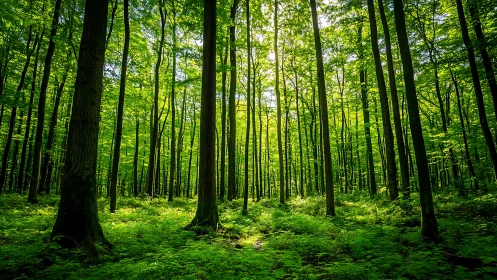 Sunlit forest with tall trees and lush green foliage, tranquil scene.
