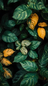 Golden-tipped tropical leaves glow gently against deep shade