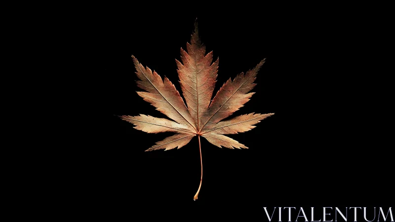 Copper-toned maple leaf isolated on deep black backdrop.