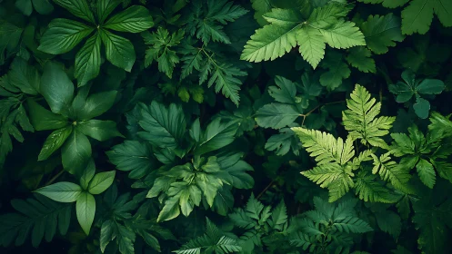 Dense overhead view shows layered green forest foliage