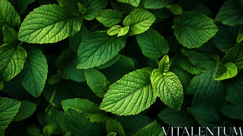 Radiant green mint leaves glow gently in soft garden light