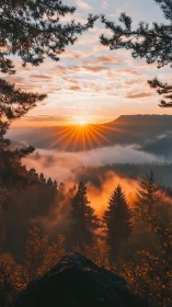 Sunrise ignites misty pine valley with radiant orange light.