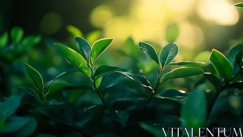 Lush Green Leaves in Soft Morning Light, Nature Photography.