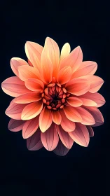 Radiant Coral Dahlia Blooms in Layered Splendor