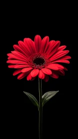 Red Gerbera Daisy Against Black Background