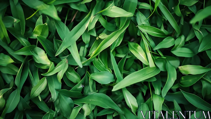Dense cluster of vibrant green leaves in close detail.
