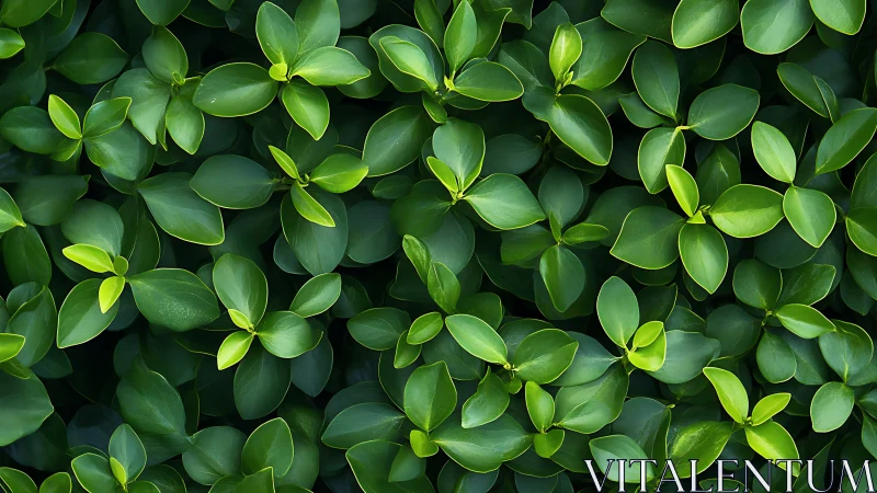 Lush green foliage pattern with glossy overlapping leaves.