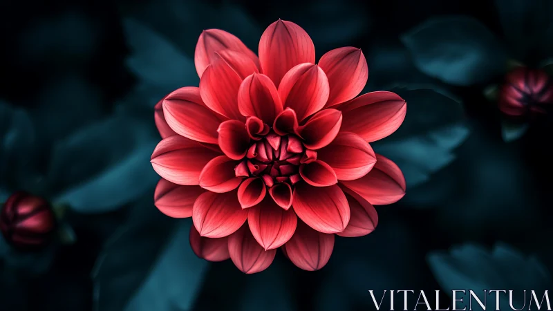 Red Dahlia Bloom Against Dark Teal Background