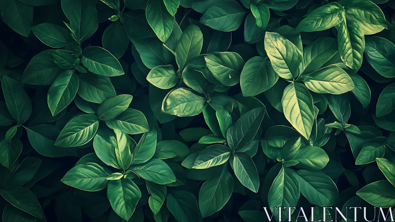 Dense green foliage with layered overlapping leaves pattern.