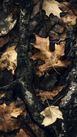 Oak leaves rest on gnarled roots in muted autumn light.