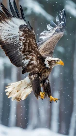 Bald eagle winter flight with extended snow-dusted wings.
