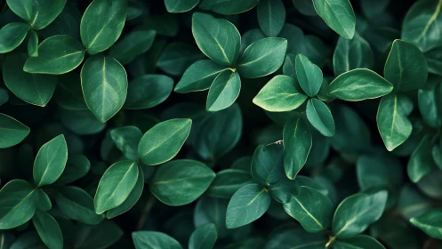 Dense green foliage forms a serene natural background pattern