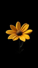 Golden Bloom Against Black. Solitary Daisy Radiates Light.