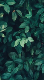 Emerald hush of layered leaves in a twilight garden dream.