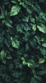 Dense overlapping green leaves forming a rich foliage wall.