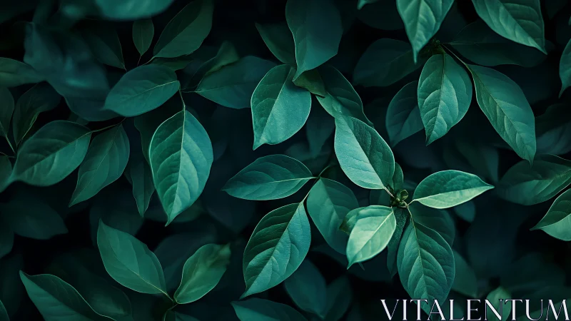 Moody teal foliage spreads in a calm, softly lit pattern