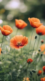 Blazing Poppies Dance Through Soft Green Dreams.