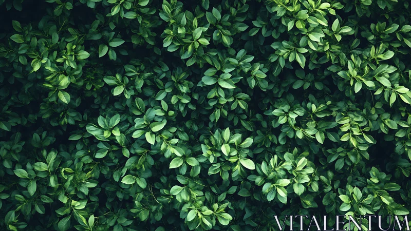 Lush emerald foliage forming dense natural leaf tapestry.
