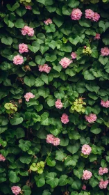 Pink Geraniums in Lush Garden Foliage