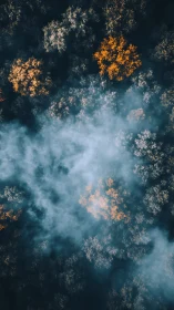 Golden treetops glow gently through drifting morning mist