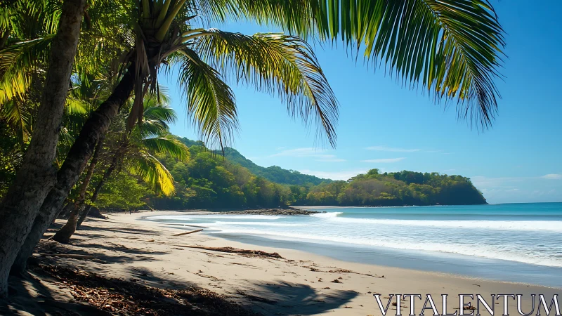 Tropical Beach Paradise. Palm-Lined Sandy Shoreline.