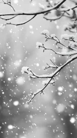 Snow-powdered winter branches caught in a drifting hush.