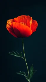 Red Poppy Flower Against Dark Background