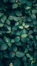 Dense green foliage fills frame with layered oval leaves