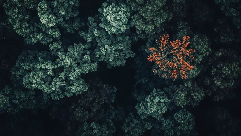 Solitary orange tree crowns deep green forest canopy