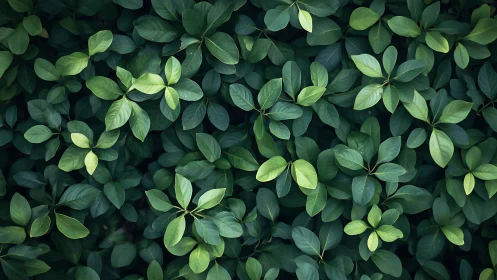 Emerald leaf chorus whispering in layered garden hush.