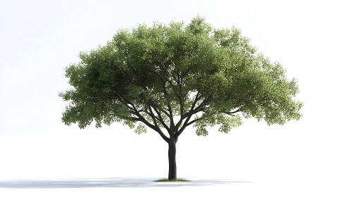 Isolated deciduous tree model stands against white backdrop