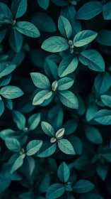 Midnight garden murmurs in teal-tinted leaf whorls.