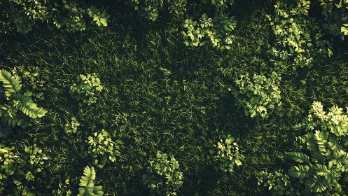 Stratified Herbaceous Canopy: Photogrammetric Aerial Botanical Analysis.