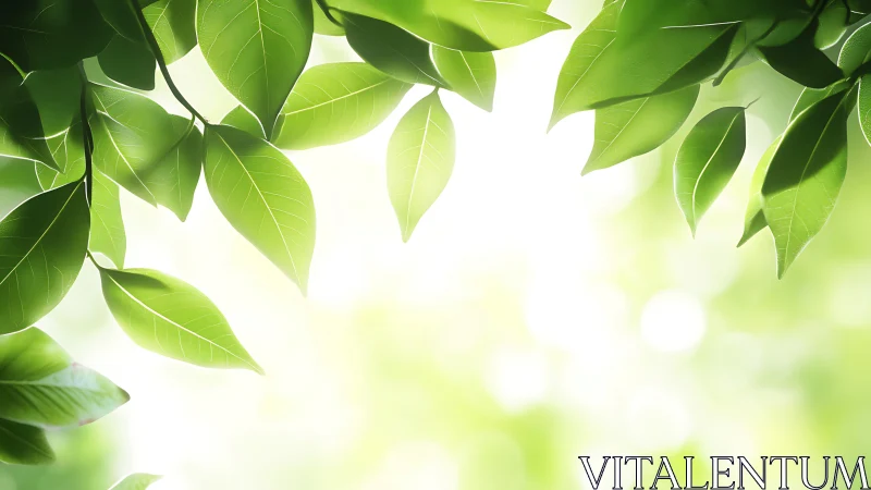 Green foliage frames a bright, evenly diffused background light