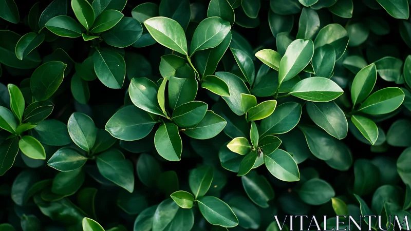 Dense green foliage with glossy oval leaves in focus.