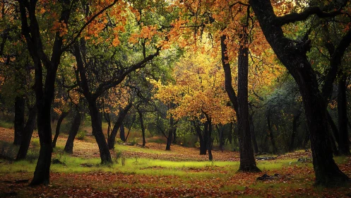 Autumn woodland canopy with diffuse backlighting and rich leaf texture