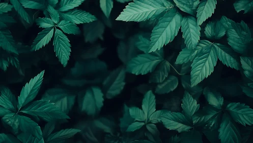 Dark green forest leaves form dense, moody natural pattern.