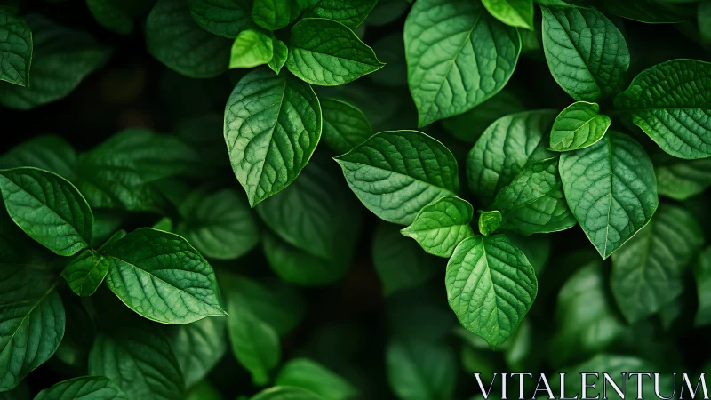 Lush green foliage with textured leaves in soft focus field.