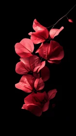 Red Bougainvillea Bracts Against Black Background