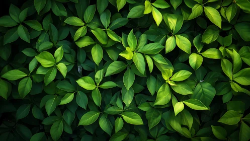 Lush green foliage creates a dense natural leaf tapestry.